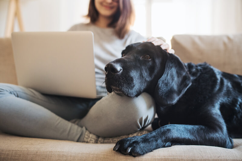 Does Renters Insurance Cover Pet Damage? | InsuraMatch